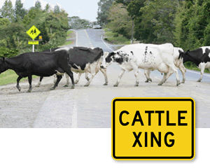 Cattle Crossing Road Signs