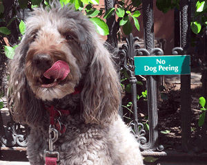 No Dog Peeing In Garden Signs