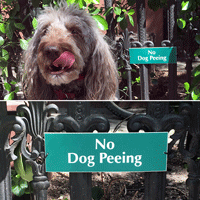 No Dog Peeing Engraved Signs