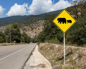 Bear Crossing Signs