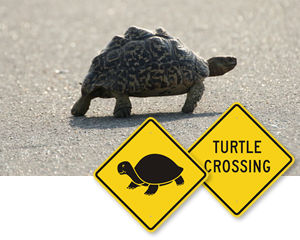 Turtle Crossing Sign